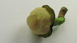 Image of Annona salzmannii A. DC.