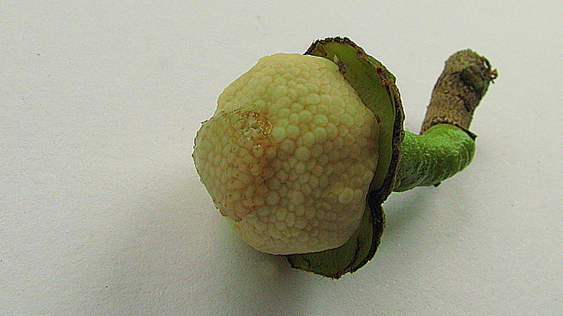 Image of Annona salzmannii A. DC.