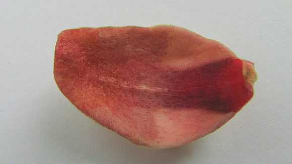 Image of Annona salzmannii A. DC.