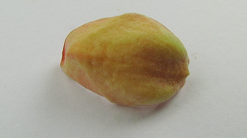 Image of Annona salzmannii A. DC.