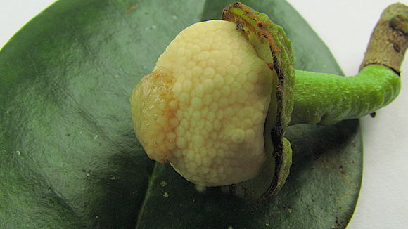 Image of Annona salzmannii A. DC.