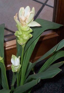 Image of Siam Tulip