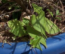 Image of Black Bindweed