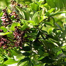 Image of andira