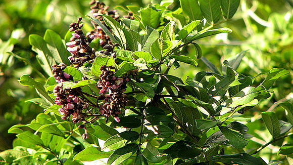 Image of Andira fraxinifolia Benth.