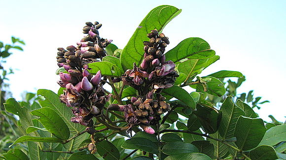 Andira fraxinifolia Benth.的圖片