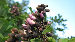 Andira fraxinifolia Benth.的圖片