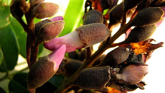 Image of Andira fraxinifolia Benth.