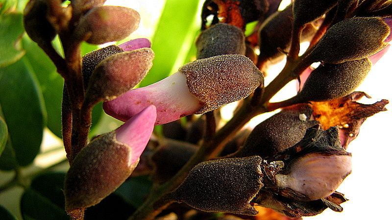 Слика од Andira fraxinifolia Benth.