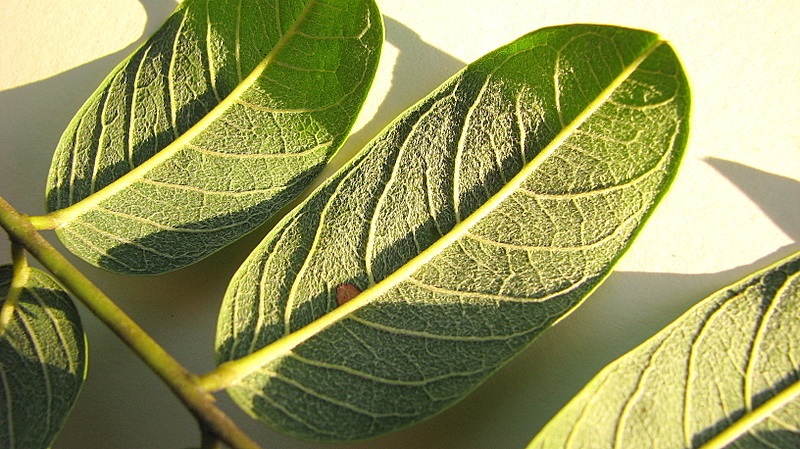 Image of Andira fraxinifolia Benth.