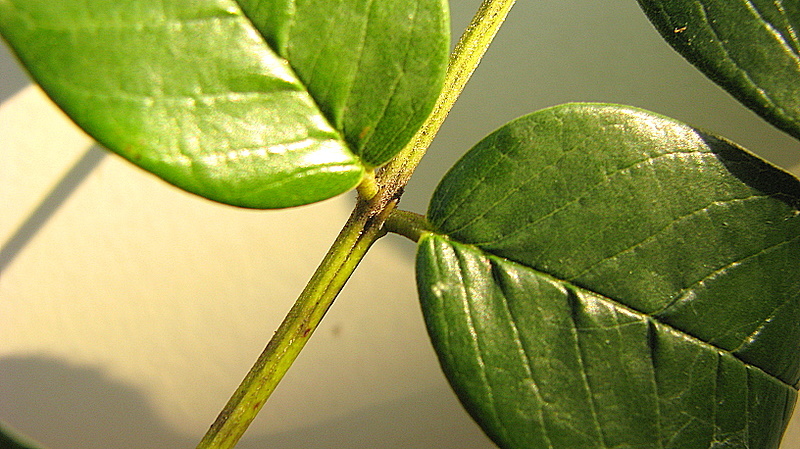 Слика од Andira fraxinifolia Benth.