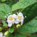 Image de Cordia nodosa Lam.