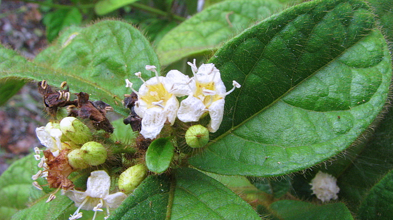 Image de Cordia nodosa Lam.