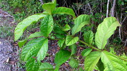 Image de Cordia nodosa Lam.