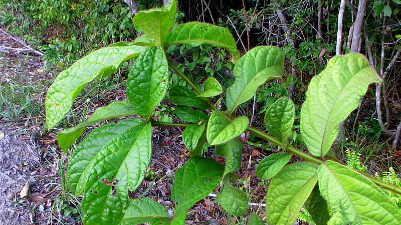 Image of Cordia nodosa Lam.