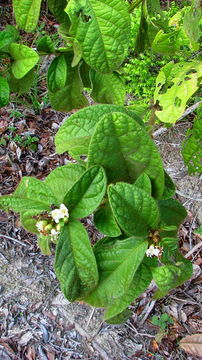 Image of Cordia nodosa Lam.