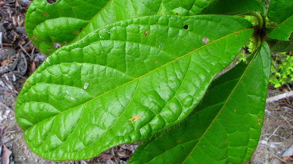 Image of Cordia nodosa Lam.