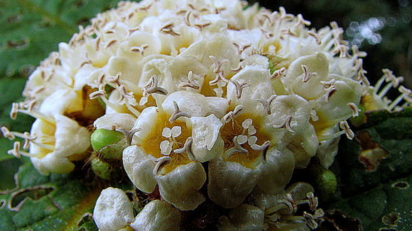 Image de Cordia nodosa Lam.