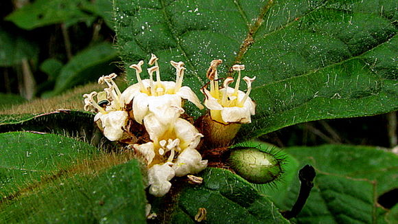 Image of Cordia nodosa Lam.