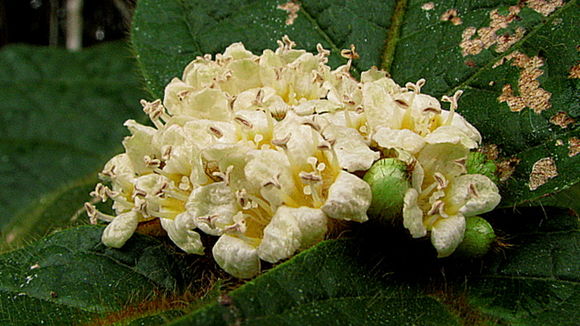 Image of Cordia nodosa Lam.