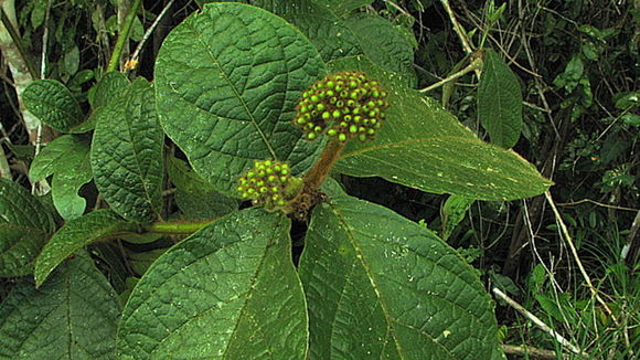 Image of Cordia nodosa Lam.