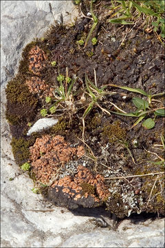 Image of fishscale lichen