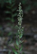 Imagem de Artemisia ludoviciana subsp. incompta (Nutt.) Keck