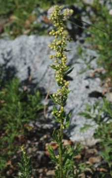 Image of white sagebrush