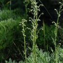 Artemisia norvegica subsp. saxatilis (Bess.) H. M. Hall & Clem.的圖片