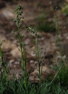 Image of boreal sagebrush