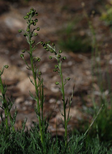 Artemisia norvegica subsp. saxatilis (Bess.) H. M. Hall & Clem.的圖片