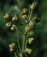 Image de Artemisia norvegica subsp. saxatilis (Bess.) H. M. Hall & Clem.