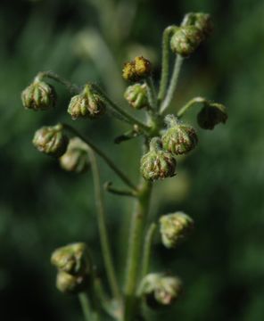 Image of boreal sagebrush