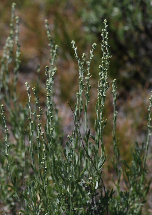 Image of timberline sagebrush