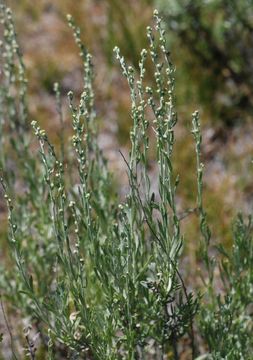 Image of timberline sagebrush