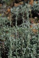 Sivun Artemisia tridentata subsp. vaseyana (Rydb.) Beetle kuva