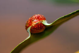 Image of <i>Pontania californica</i>