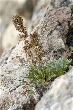 Plancia ëd Artemisia genipi Weber