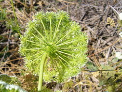 Image of toothpickweed