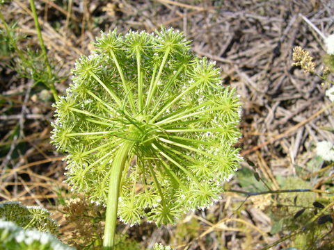 Imagem de Visnaga daucoides Gaertn.