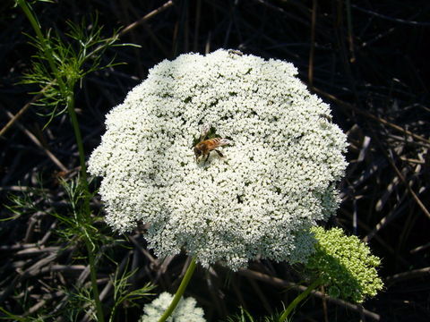 Imagem de Visnaga daucoides Gaertn.