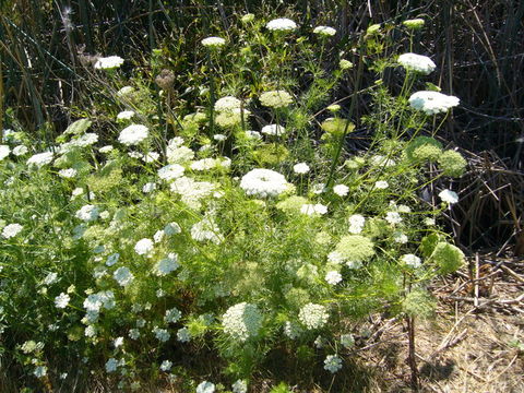 Image of toothpickweed