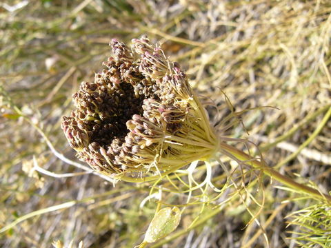 Image of toothpickweed