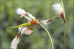 Image of broad-leaved cottongrass