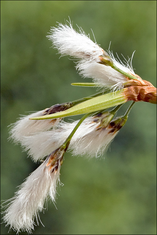 Image of broad-leaved cottongrass