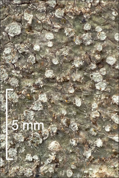 Image of pore lichen