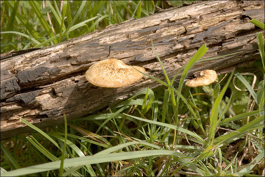 Image of <i>Polyporus arcularius</i>