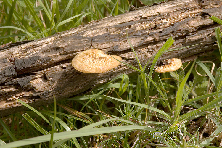 <i>Polyporus arcularius</i> resmi