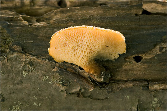 Image of <i>Polyporus arcularius</i>