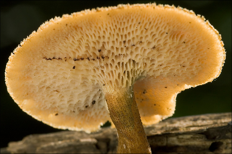 <i>Polyporus arcularius</i> resmi